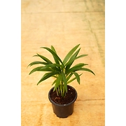 Bamboo Palm 4 Inch