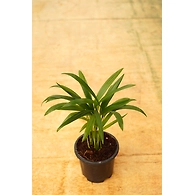 Bamboo Palm 4 Inch