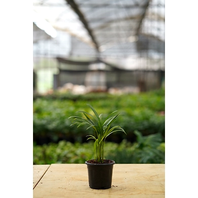 Bamboo Palm 4 Inch-1