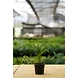 Bamboo Palm 4 Inch-1-sm