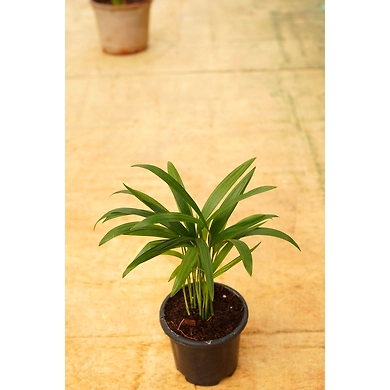 Bamboo Palm 4 Inch-2