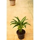 Bamboo Palm 4 Inch-2-sm