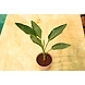 Bird of paradise 8 Inch-1-sm
