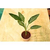 Bird of paradise 8 Inch