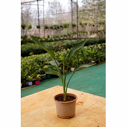 bird of paradise 8 inch
