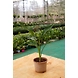 Bird of paradise 8 Inch-Birdofparadise8Inch-sm
