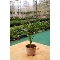 Bird of paradise 8 Inch