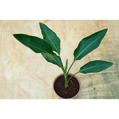 Bird of paradise 8 Inch-2