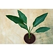 Bird of paradise 8 Inch-2-sm