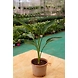 Bird of paradise 8 Inch-3-sm