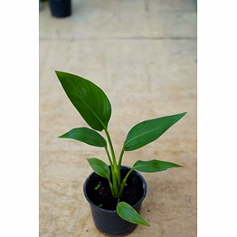 bird of paradise 6 inch