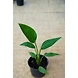 Bird of Paradise 6 Inch-BirdofParadise6Inch-sm