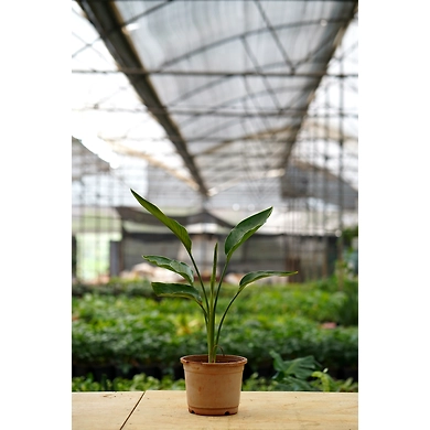 Bird of Paradise 6 Inch-1