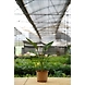 Bird of Paradise 6 Inch-1-sm