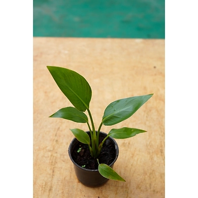 Bird of Paradise 6 Inch-2