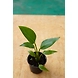 Bird of Paradise 6 Inch-2-sm