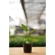 Bird of Paradise 6 Inch-3-sm