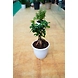 Bonsai plant 6 Inch-1-sm
