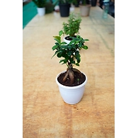 Bonsai plant 6 Inch