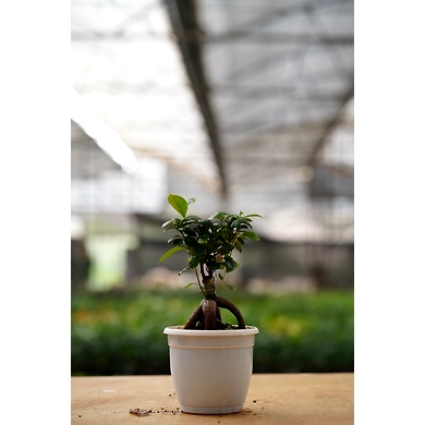 Bonsai plant 6 Inch-2