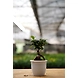 Bonsai plant 6 Inch-2-sm