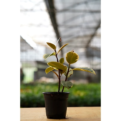 Ficcus Elastica 6 Inch-1