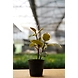 Ficcus Elastica 6 Inch-1-sm