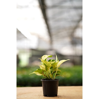 Golden Money Plant 4 Inch-2