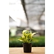 Golden Money Plant 4 Inch-2-sm