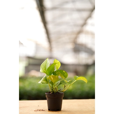 Golden Money Plant 4 Inch-3