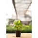 Golden Money Plant 4 Inch-3-sm