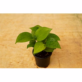green money plant 4 inch
