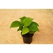 Green Money Plant 4 Inch-GreenMoneyPlant4Inch-sm