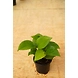 Green Money Plant 4 Inch-1-sm