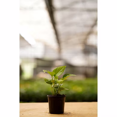 Green Money Plant 6 Inch-GreenMoneyPlant6Inch