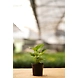 Green Money Plant 6 Inch-GreenMoneyPlant6Inch-sm