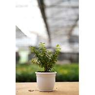 Jade plant 6 Inch
