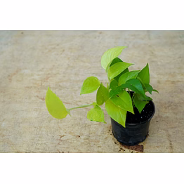 money plant golden 4 inch
