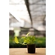 Money Plant Golden 4 Inch-1-sm