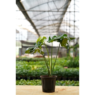Monsteria Plant 6 Inch-1