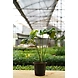 Monsteria Plant 6 Inch-1-sm