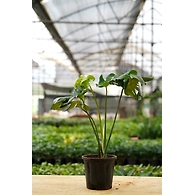 Monsteria Plant 6 Inch