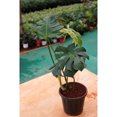 Monsteria Plant 6 Inch-2