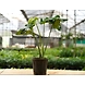 Monsteria Plant 6 Inch-3-sm