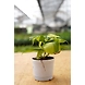 Oxycardium Plant 4 Inch-2-sm