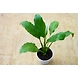 Peace lily 4 Inch-2-sm