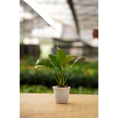 Peace lily 4 Inch-1