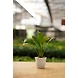 Peace lily 4 Inch-1-sm