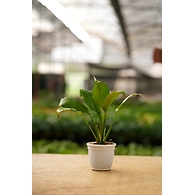 Peace lily 4 Inch