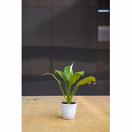 peace lily 4 inch